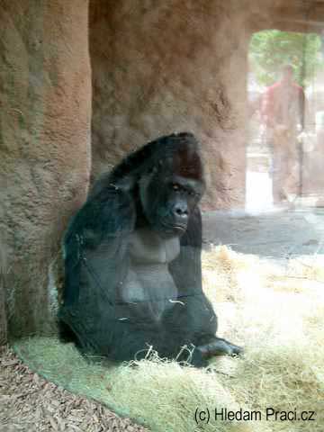 gorila-samec.jpg